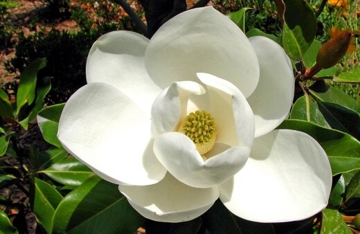 Magnolia flowers can host flavours ranging from ginger, chilli and cardamom, right through to cucumber and citrus too