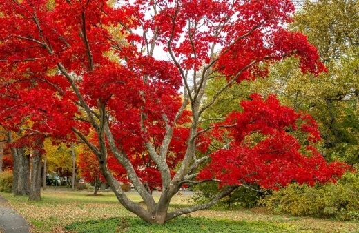 Maple Tree Care Tips