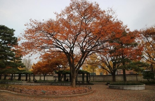 Maple trees are known for their autumn colours, which is usually a gorgeous palette of oranges, browns, yellows, and reds