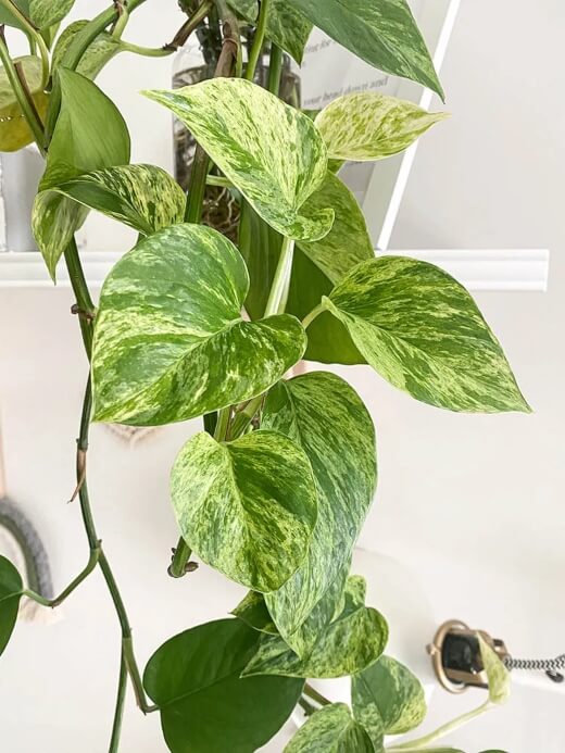 Marble Queen Pothos grows a little more compact, making it perfect as a potted houseplant