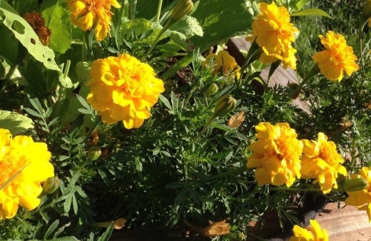 Marigolds are very effective at repelling aphids, greenflies and blackflies