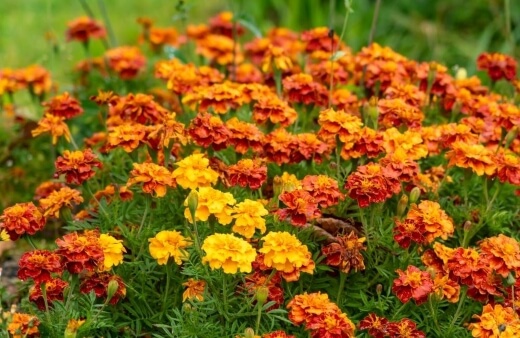 Marigolds have a citrus flavour that matches the scent of their foliage