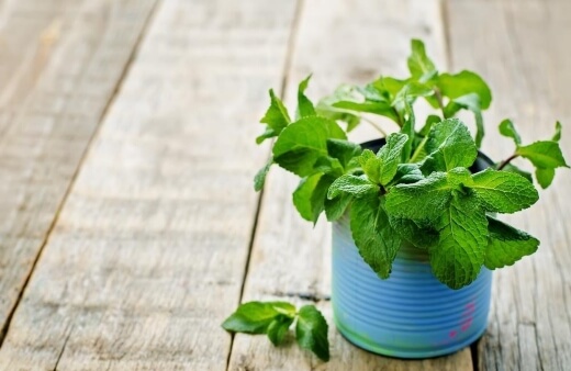 Mint essential oil helps to repel aphids, moths, beetles and ants