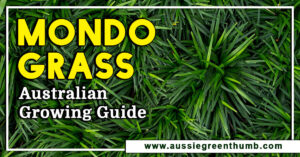Mondo Grass Australian Growing Guide