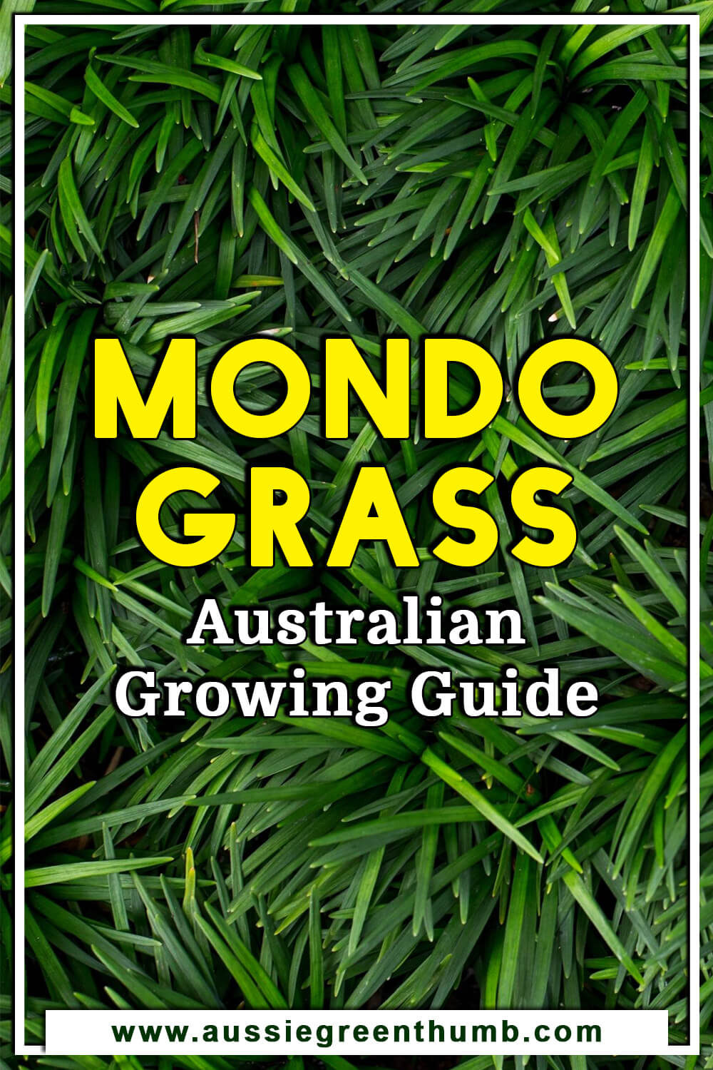 Mondo Grass Australian Growing Guide