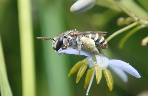Most of Australian native bees have effective defences which protect them against predation