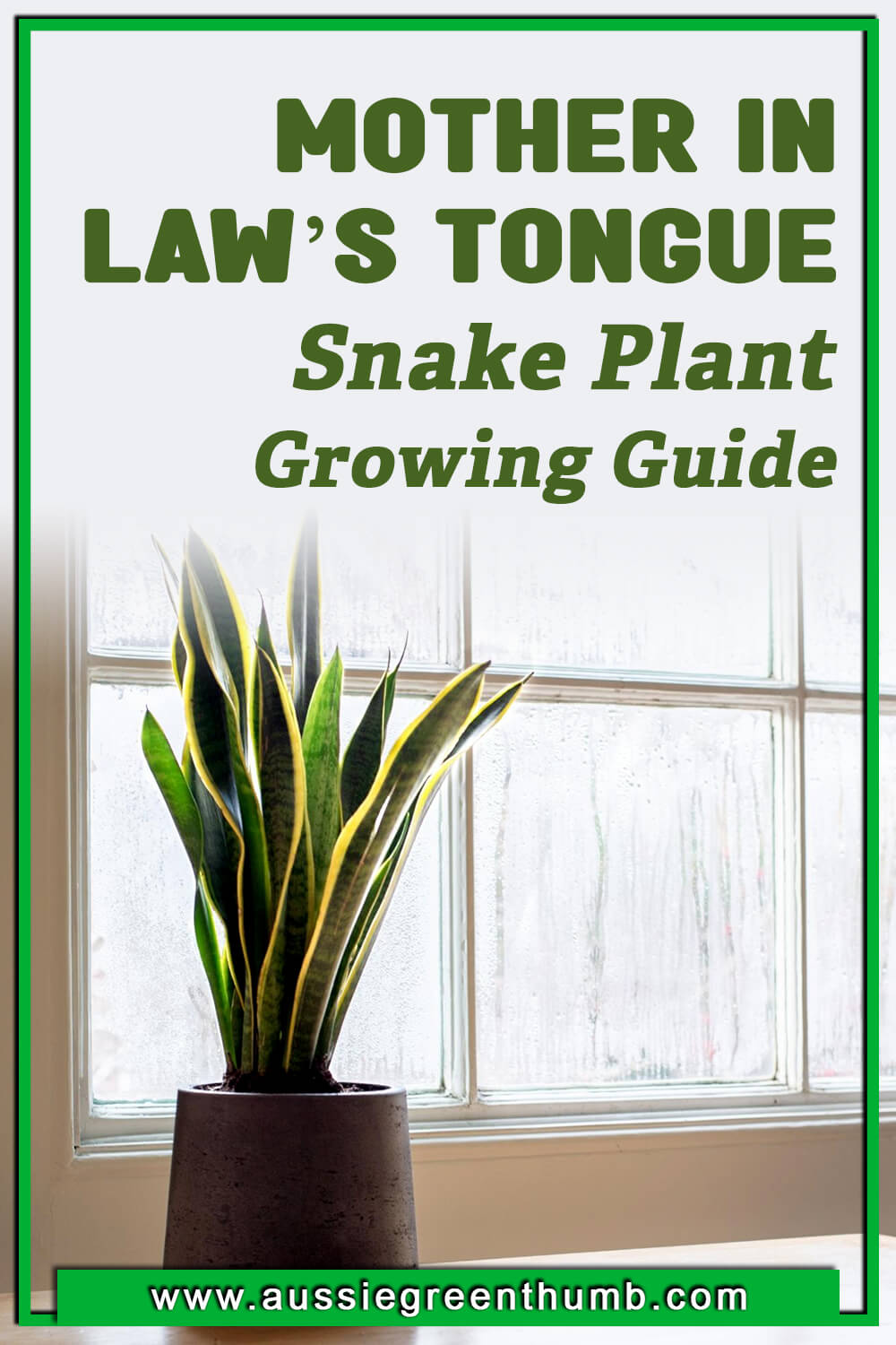 Mother in Law’s Tongue Snake Plant Growing Guide
