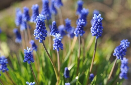 Muscari are a surprisingly useful food crop as well as being a great decorative spring flower