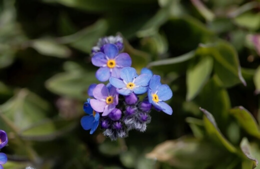 Myosotis alpestris is a variety that offers a multitude of bloom colours including blue, pink and white
