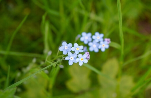 Myosotis laxa occurs almost exclusively in the northern hemisphere and produces smaller purply-white flowers