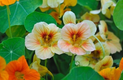 Nasturtium leaves and flowers are both edible, with a beautiful peppery taste that works amazingly in salads