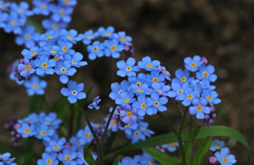 Native Wood forget-me-nots have edible flowers that work well as decorations, though add little in the way of flavour