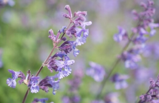 Nepeta cataria flowers are very heavily scented, and add a basily, minty, aroma to sauces.