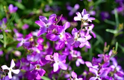 Night scented stock flowers have a similar flavour to their fragrance, which is sweet, and quite similar to jasmine, but with a berry-like undertone that really jumps out of salads
