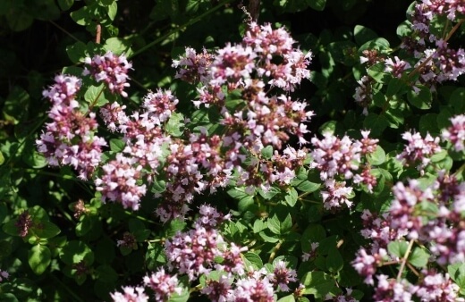 Oregano flowers are a perfect finishing touch to garnish pizza or pasta dishes