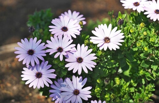 Osteospermum looks great as a garnish for desserts with its bright pink blooms adding a soft texture