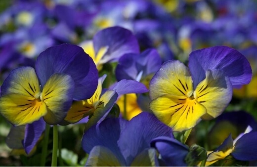 Pansy have wonderfully spicy lettuce flavours that are great for sweet dishes and help to cut through sugars and syrups