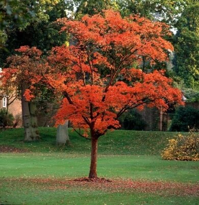 Paperbark Maple tree has cinnamon or reddish-brown bark that peels away from the trunk