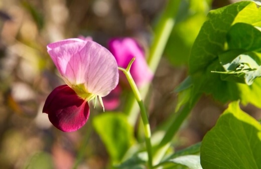Pea Flower are sweet, earthy, slightly nutty pops of flavour that work best in salads