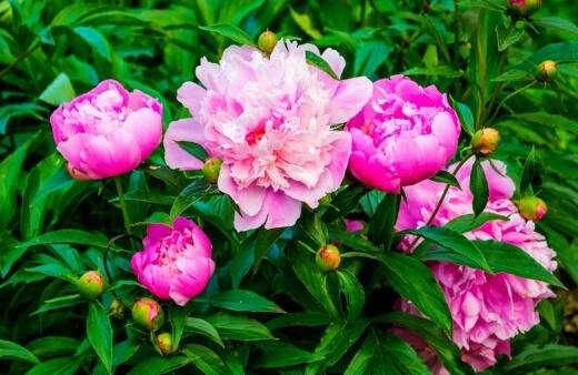 Peony petals are edible with a subtle sweetness that matches their pastel coloured flowers perfectly