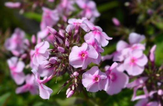Perennial Phlox are spicy but not overpowering