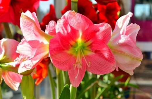 Pests and Diseases that Affect Hippeastrum