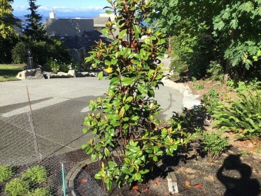 Planting Magnolia Teddy Bear