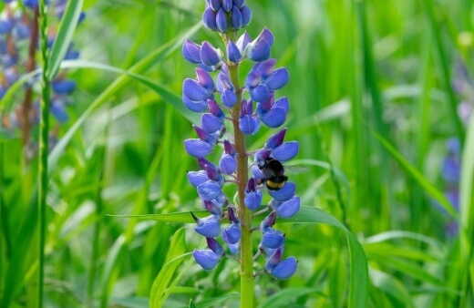 Plants that Support Bees