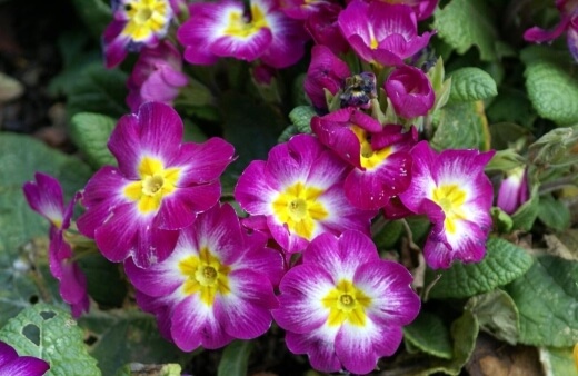 Polyanthus are worth adding as decorations to brighten up icing on special occasions.