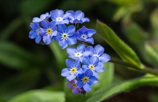 Potted forget me nots rarely struggle with any pest issues