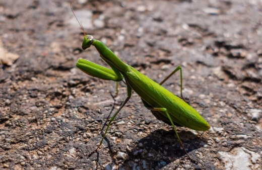 Praying Mantis is a well-known pest predator and poses no threat to humans