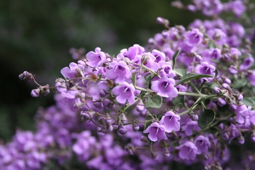 Prostanthera flowers are safe to eat with a mild minty flavour that works best when cooked