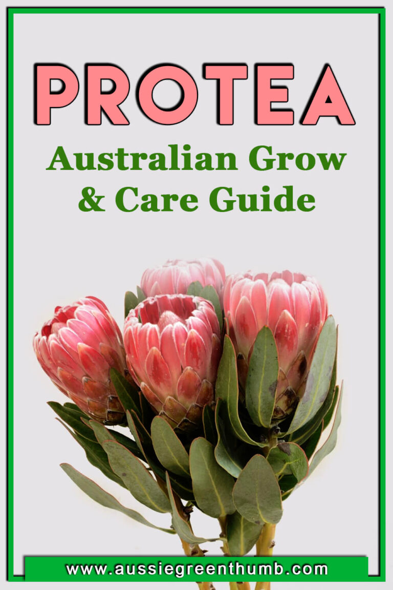 Protea Australian Grow & Care Guide AGT