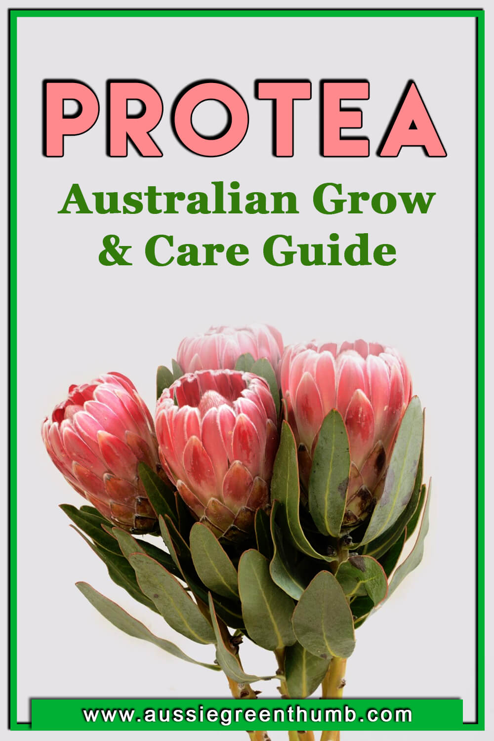 Protea Australian Grow & Care Guide