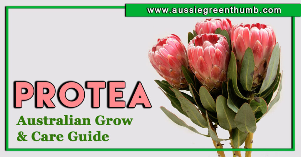 Protea Australian Grow & Care Guide