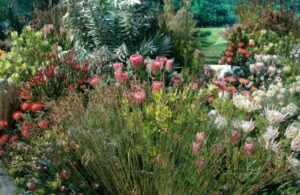 Protea | Australian Grow & Care Guide : AGT