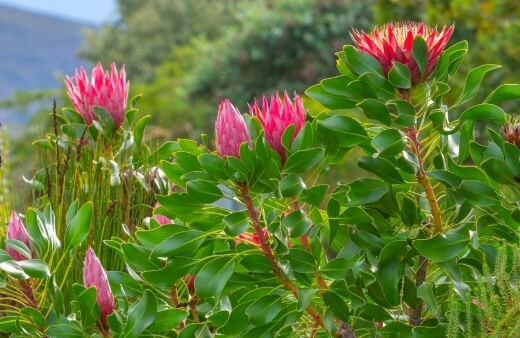 Protea compacta is one of the best known in the cut flower industry