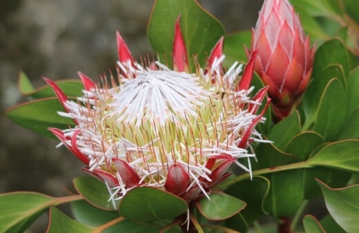 Protea cynaroides also known as the king protea, giant protea or king sugar bush, is one of the most recognisable and popular proteas