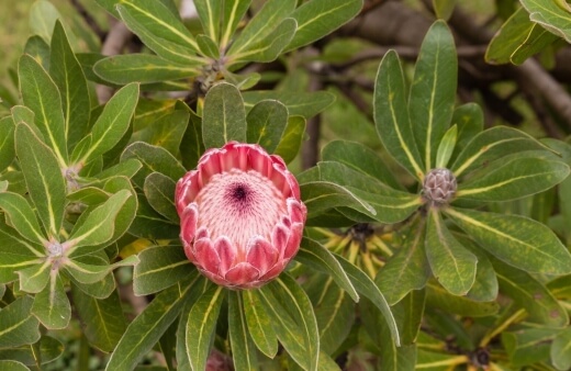 Protea neriifolia features cone-shaped pink flower heads with black feathery tips and an erect, shrub-like growth habit