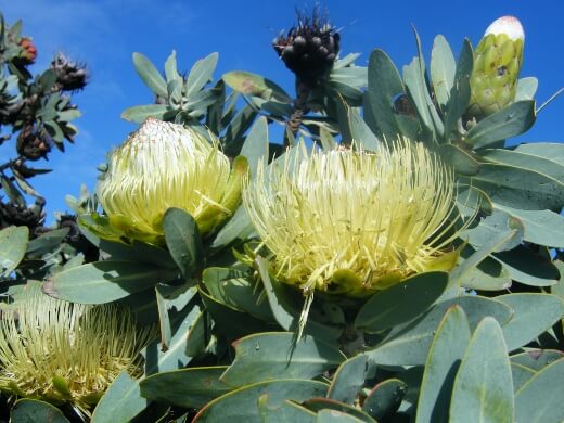 Protea nitida is one of the only proteas that grows as a large, slow-growing tree