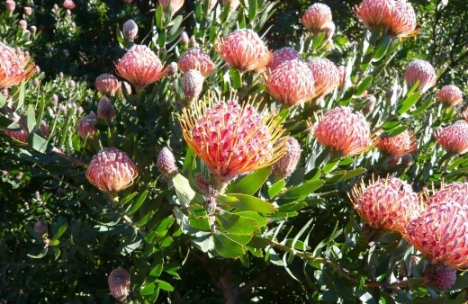 Protea plants are native to South Africa where about 90 percent of the country’s proteas are found in what is known as the Cape Floristic Region