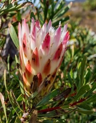 Protea repens grows more as an erect and dense shrub reaching about 1 to 4 metres tall