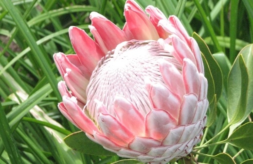 Protea ‘Pink Ice’ is a hybrid cultivar that has become immensely popular in the cut flower industry