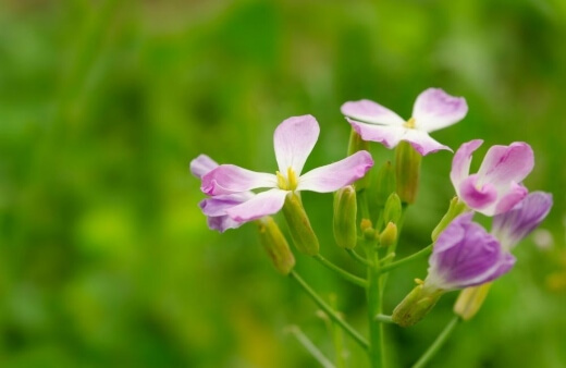 Radish flowers are a great spicy addition to salads