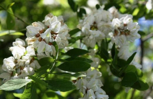 Robinia flowers are safe to eat, with a sweet flavour that is most similar to honey