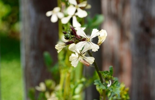 Rocket has flowers that carry its distinct peppery flavours but with a far subtler effect, and a much gentler texture