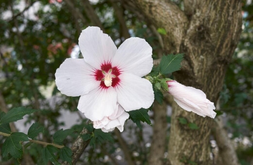 Rose of Sharon is the common hibiscus, grown throughout the world as a low maintenance plant with shown blooms