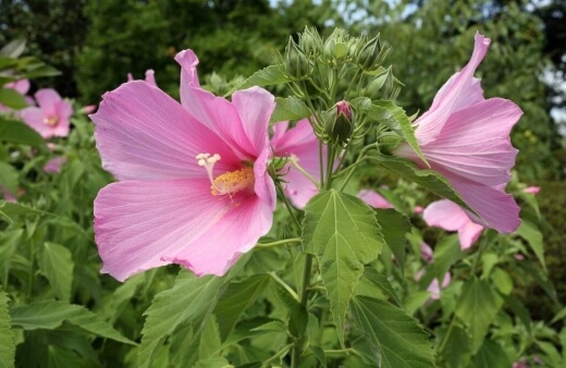 Rosemallow are the showiest hibiscus plants, and will grow happily indoors or out