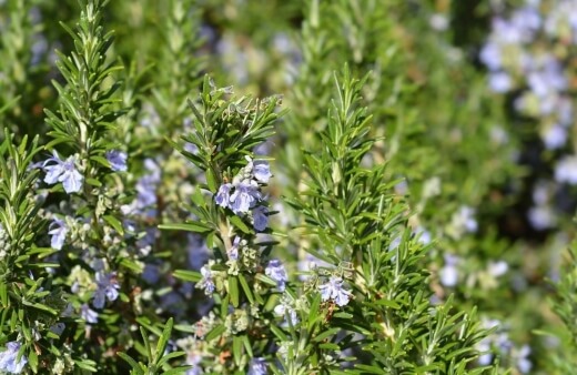 Rosemary flowers are a good way to change up your normal culinary habits