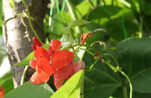 Runner Bean's sweet, nectar filled petals complement the subtle bean flavour of the flowers perfectly